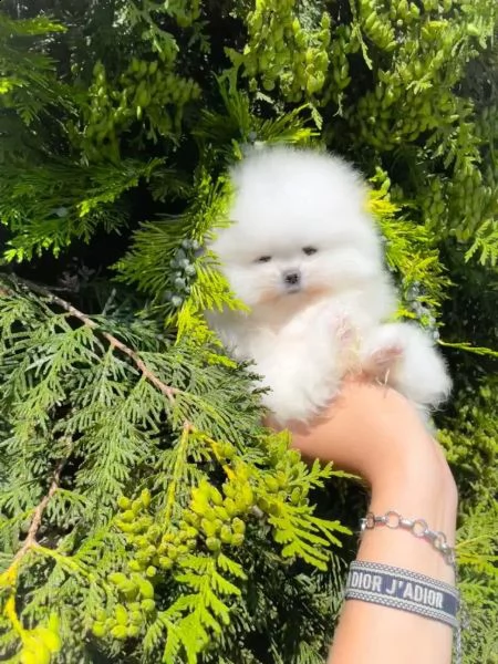 fantastici cuccioli di razza pura pomerania. | Foto 1