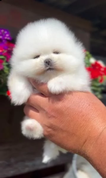 fantastici cuccioli di razza pura pomerania. | Foto 0