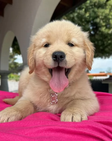 cucciola pura di golden retriever