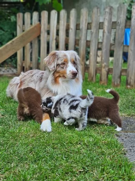 cuccioli di australian shepherd con pedigree enci