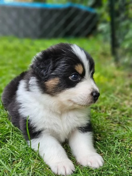 cuccioli di australian shepherd con pedigree enci | Foto 4