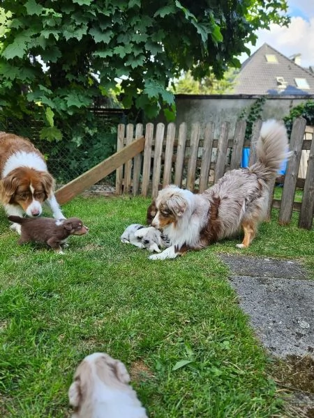 cuccioli di australian shepherd con pedigree enci | Foto 3