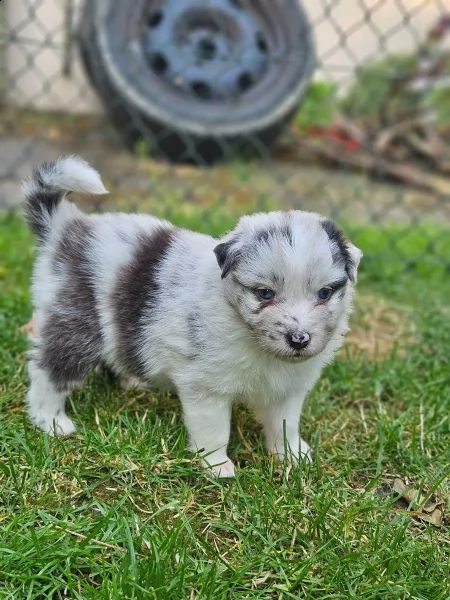 cuccioli di australian shepherd con pedigree enci | Foto 2