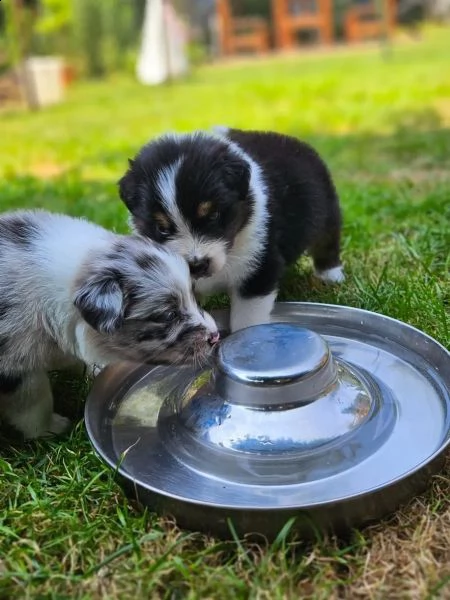 cuccioli di australian shepherd con pedigree enci | Foto 1