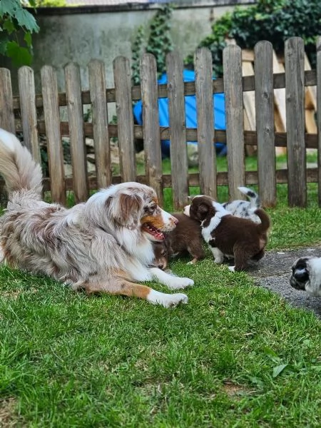 cuccioli di australian shepherd con pedigree enci | Foto 0