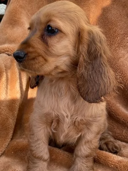 Cocker Spaniel | Foto 1