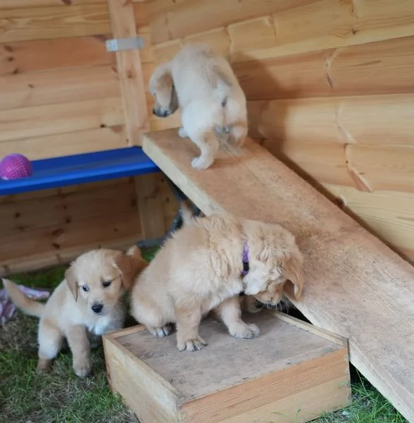 CUCCIOLI DI GOLDEN RETRIEVER CON PEDIGREE