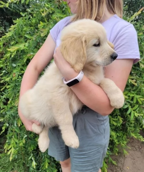 CUCCIOLI DI GOLDEN RETRIEVER CON PEDIGREE | Foto 3