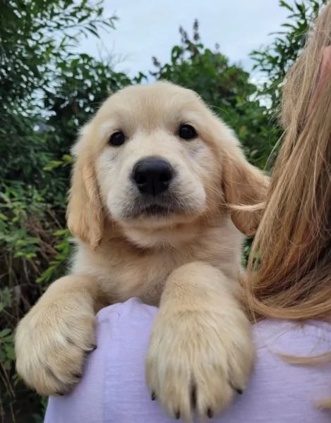 CUCCIOLI DI GOLDEN RETRIEVER CON PEDIGREE | Foto 2