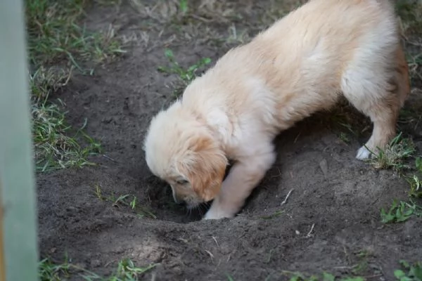 CUCCIOLI DI GOLDEN RETRIEVER CON PEDIGREE | Foto 1