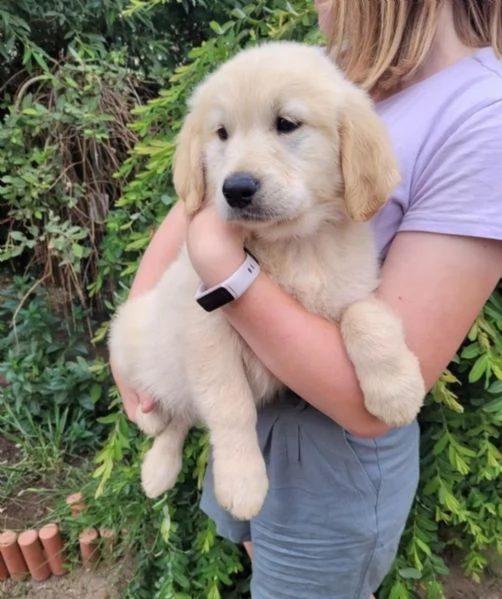 CUCCIOLI DI GOLDEN RETRIEVER CON PEDIGREE | Foto 0