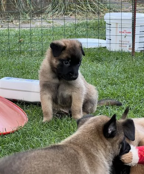 Cuccioli Pastore Belga Malinois maschio e femmina | Foto 2