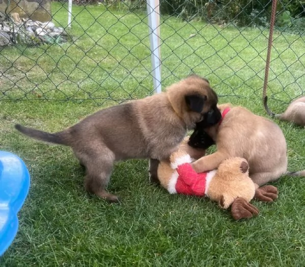 Cuccioli Pastore Belga Malinois maschio e femmina | Foto 1