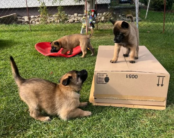 Cuccioli Pastore Belga Malinois maschio e femmina