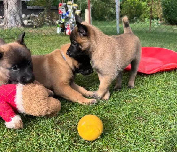 Cuccioli Pastore Belga Malinois maschio e femmina | Foto 0