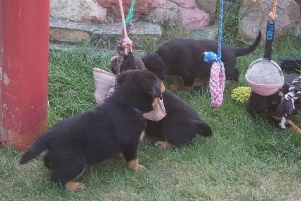 Cucciolata meravigliosa di 8 rottweiler 5 maschi e 3 femmine 