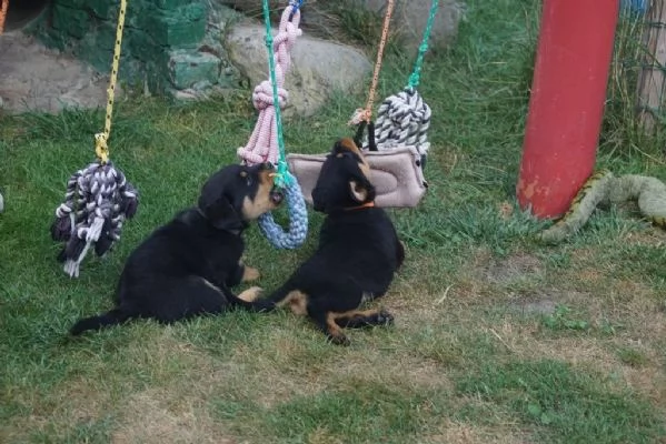 Cucciolata meravigliosa di 8 rottweiler 5 maschi e 3 femmine  | Foto 0