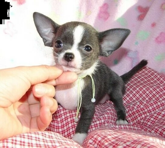 dolci e giocherelloni cuccioli di chihuahua in adozione