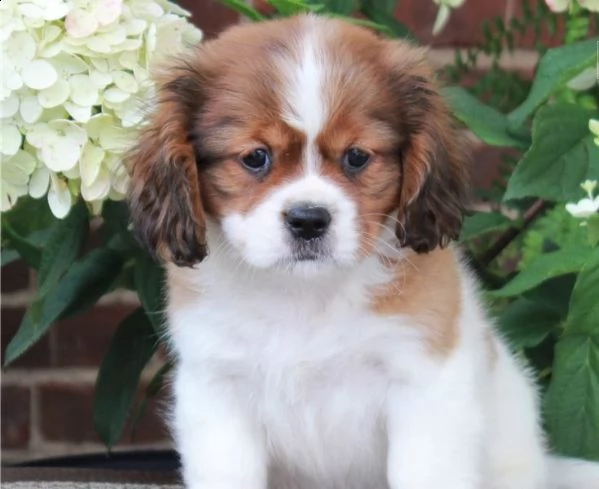  abbiamo disponibili cuccioli di cavalier king maschi e femmine