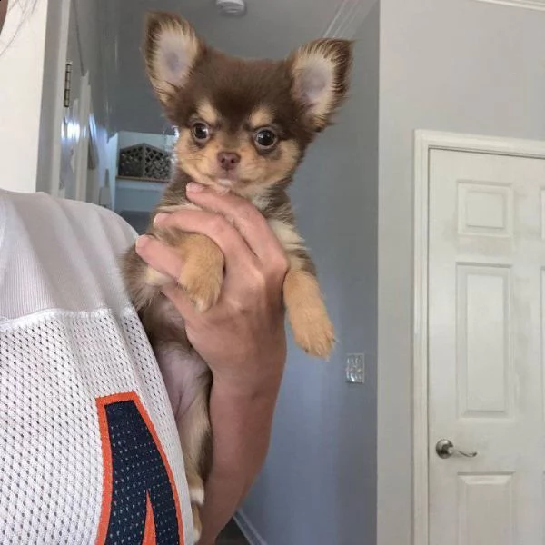 due cuccioli di chihuahua teacup hanno bisogno urgentemente di una nuova famiglia maschio e femmina