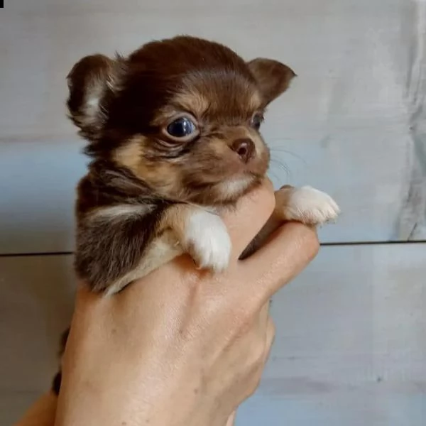 giocoso teacup chihuahua cuccioli per adozione maschio e femmina ho due cuccioli in adozione. sono m