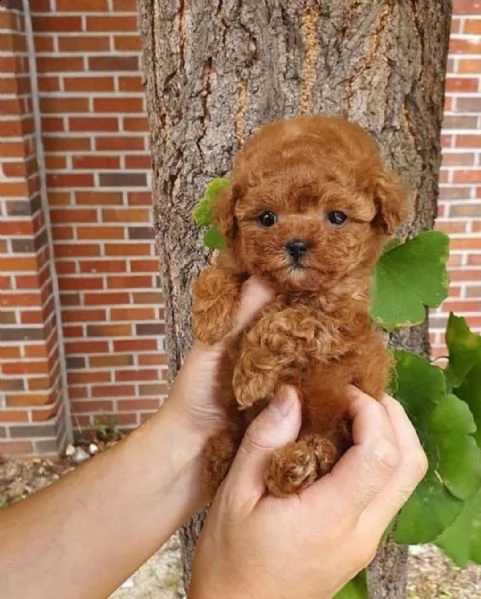  cuccioli di barboncino  femminucce e maschietti disponibili .