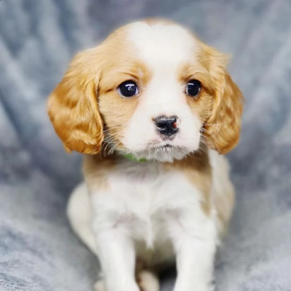  cuccioli di cavalier king  femminucce e maschietti disponibili per l'adozione 