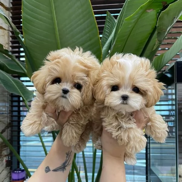  cuccioli di bulldog barboncino per l'adozione