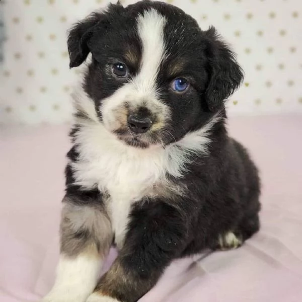  regalo adorabili cuccioli pastore australiano femminucce e maschietti