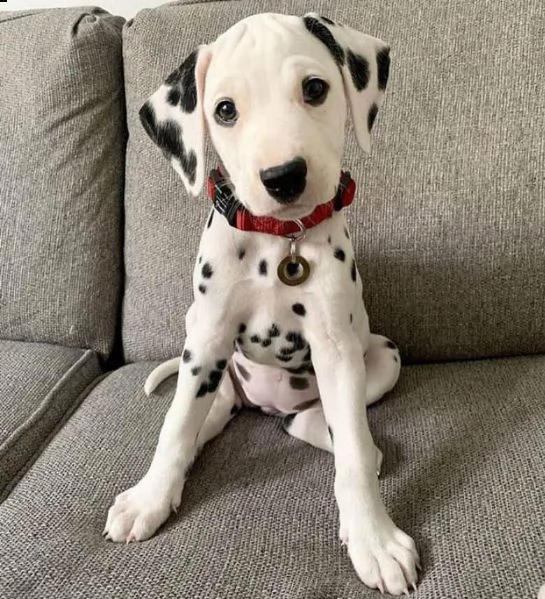 adorabili cuccioli di dalmata