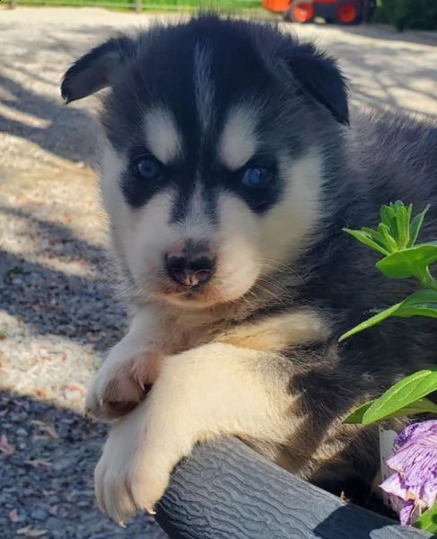 regalo cuccioli di husky | Foto 0