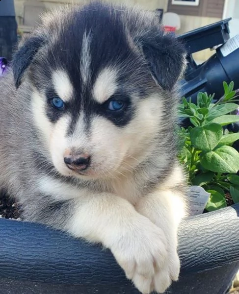 regalo cuccioli di husky,,