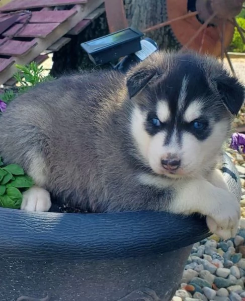 regalo cuccioli di husky..., | Foto 0