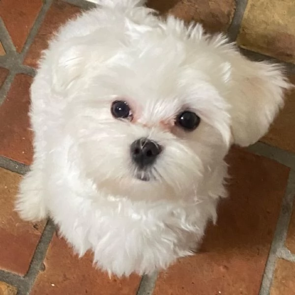 bellissimi cuccioli di razza pura maltese (+393509706299)