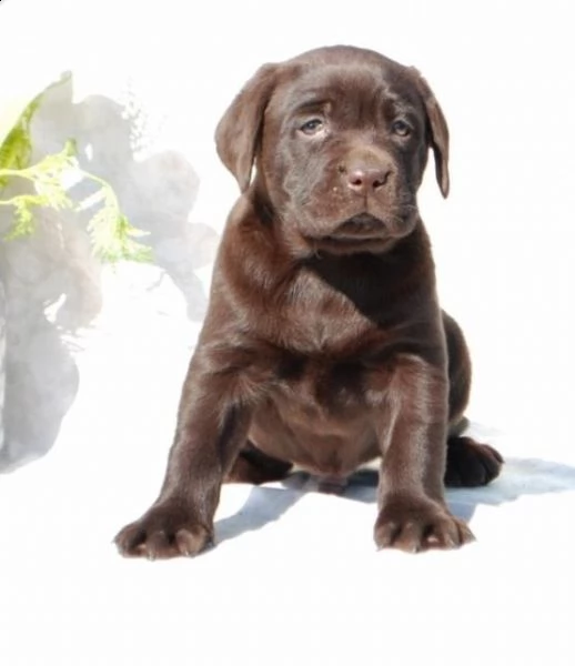 cuccioli di labrador