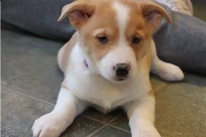 cuccioli gallese corgi disponibili. | Foto 2