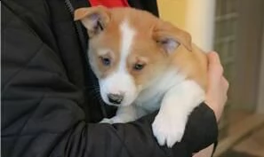 cuccioli gallese corgi disponibili. | Foto 1