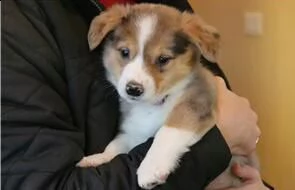 cuccioli gallese corgi disponibili. | Foto 0