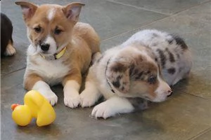 cuccioli gallese corgi disponibili.