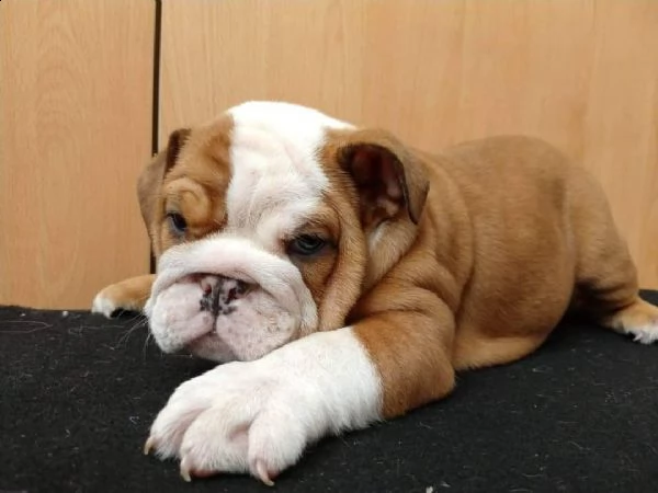 bulldog inglesi per il rehoming | Foto 2