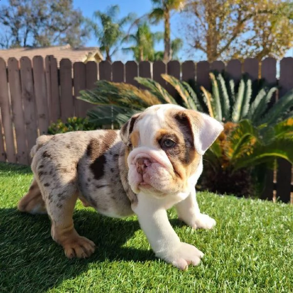 bulldog inglesi per il rehoming | Foto 1