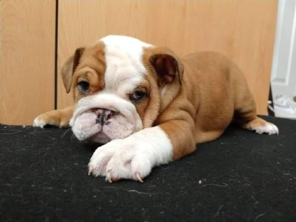 bulldog inglesi per il rehoming | Foto 0