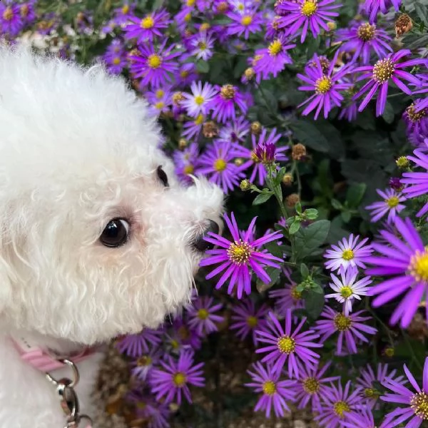 bichon frise cuccioli.