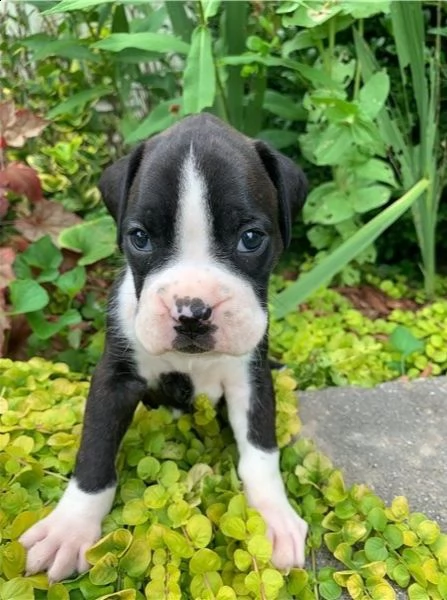 cuccioli di boxer in adozione. | Foto 2