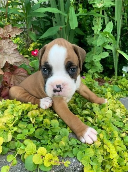 cuccioli di boxer in adozione. | Foto 1