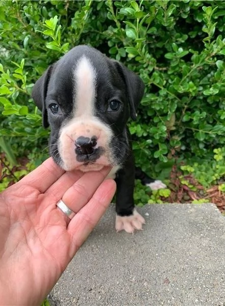 cuccioli di boxer in adozione. | Foto 0