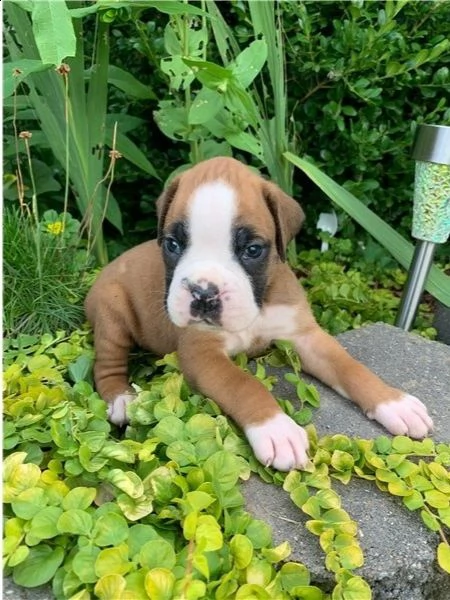 cuccioli di boxer in adozione.