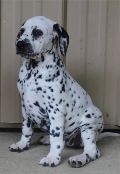 cuccioli di dalmata. | Foto 0