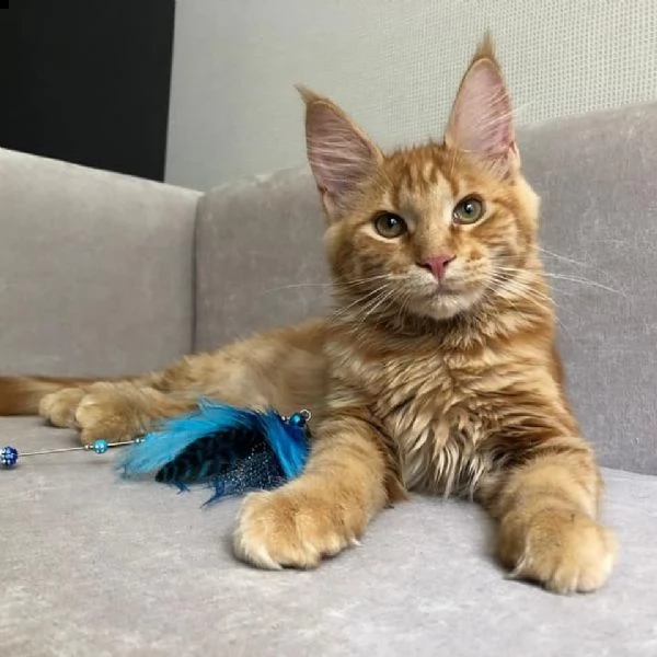 gattini maine coon in adozione. | Foto 1