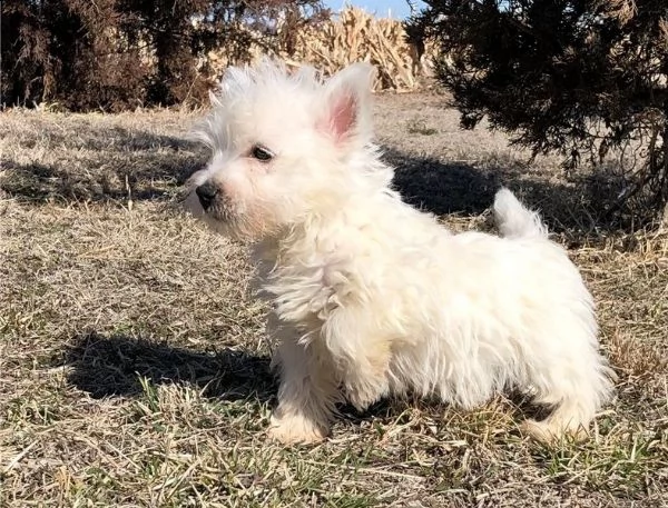 cucciolo di west highland terrier registrato per l'adozione | Foto 2